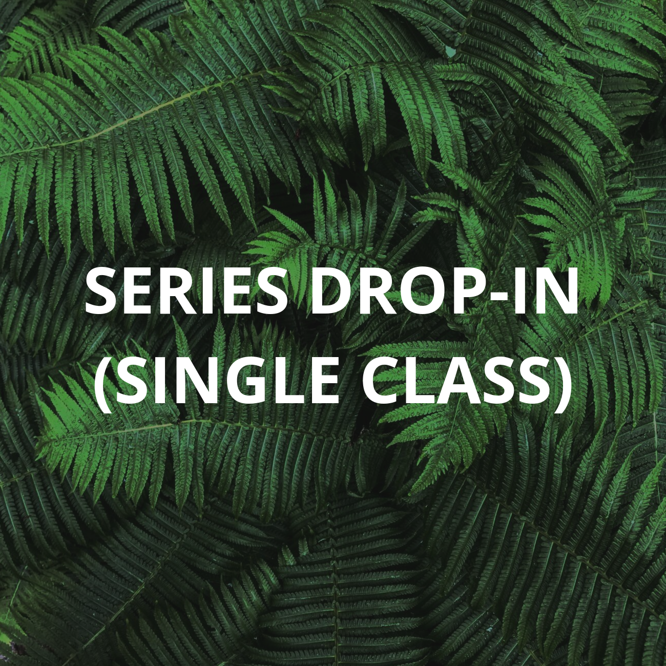 Z Series Drop-In (Single Class)